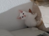 British shorthair evcilmen yavrumuz