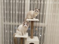Blue Bicolor Ragdoll Yavrular - Henüz 1 aylık