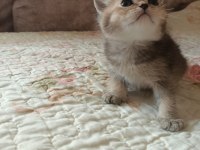 SAFKAN ÇOK ŞİRİN BEBEK BRİTİSH SHORTHAİR YAVRULARIMIZ