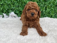 Toy poodle baby