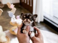 Three Color Wc Eğitimli Longhair Chihuahua