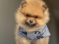 A KALİTE POMERANİAN BOO