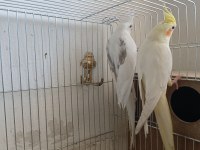 Sağlıklı Çift Sultan Papağanı