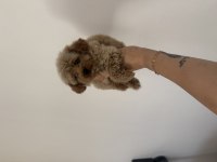Aşılı Dişi ve erkek Kore Maltipoo yavrular