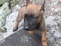 ÜST DÜZEY MALINOIS YAVRUM