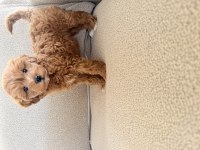 2 AYLIK MALTİPOO DİŞİ