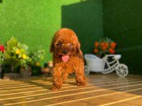 Toy Poodle Bebekler Referans Yavru