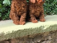 Toy Poodle Yavrular