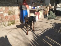 Erkek dişi Doberman