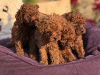 AŞILI ÇİŞ EĞİTİMLİ TOY POODLE 