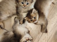 Scottish fold yavrularımızı sahiplendiriyoruz
