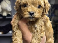 Irk Garantili Maltipoo Yavrular
