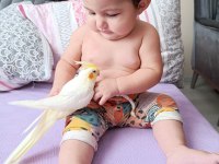 Yavru ele alıştırmalık konuşturmalık sultan papağanlarımız