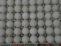 Ördek Yumurtası