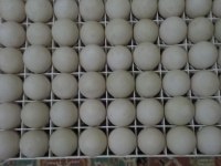 Ördek yumurtası