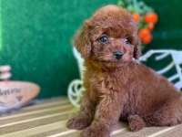Toy Poodle Bebeklerimiz Referans Yavru