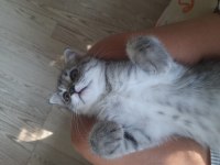 Bayram şekerleri scottish fold kediler