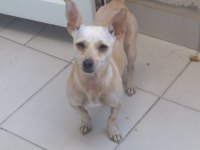 Aşı ve yemek masraflarına verilecek chihuahua