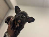 Sütten kesilmiş saf kanlı french bulldog
