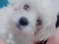 Yaramaz maltese çocuk Linda