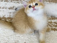 Safkan British Shorthair Chocolate golden erkek