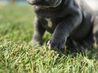 Blue French Bulldog Yavruları 