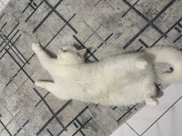 8 Aylık Dişi Safkan Exotic İran Kedisi