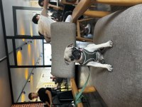 Pug yavrusu 3 aylık saf kan tuvalet eğitimli