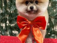 Pomeranian boo 2 aylık