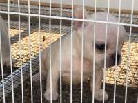 Krem 2 adet dişi french bulldog