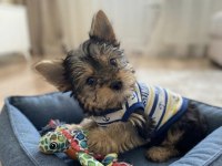 Çok uyguna yorkshire terrier
