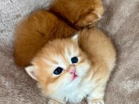 GOLDEN BRİTİSH LONGHAİR