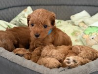 Maltipoo Köpeklerimiz