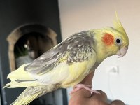 5 Aylık Ele Alışkın Sultan Papağanı Kafes Dahil