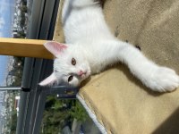 Chinchilla coconut oğlumuza yuva arıyoruz