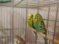 Jumbo ve yerli muhabbet kuşu