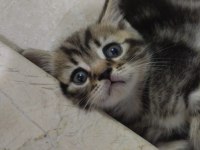 Sütlü kahve whiskas gri beyaz renklerde dişi erkek british