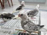WF WHİTE KALİTE YAVRU BEBEK YAVRU ISIRMA YOK 35 KUŞUMUZ