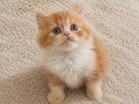 Mükemmel British Longhair Red Red Bicolor Yavrular