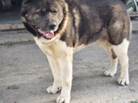 Orjinal Amerikan Akita yavrular