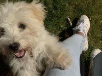 Maltese terrier 2 buçuk yaşında