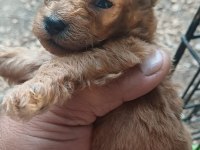 Maltipoo bebeklerimiz