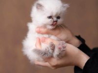 A kalite safkan chinchilla longhair