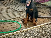 A CLAS FCI KIF ŞECERE SON DOBERMAN YAVRULAR