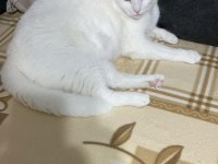 Bu melek kediyi ücretsiz sahiplendirmek istiyoruz