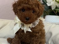 Red Brown Toy Poodle Bebekler