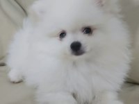 Beyaz Pomeranian boo erkek 2,5 aylık