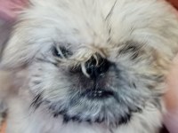 Minik Kızımıza yuva arıyoruz shih tzu