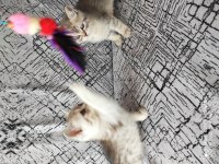 2 adet british shorthair silver grey yavru 45 günlük