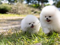 Pomeranian Boo Mini Ayıcık Yavrularımız